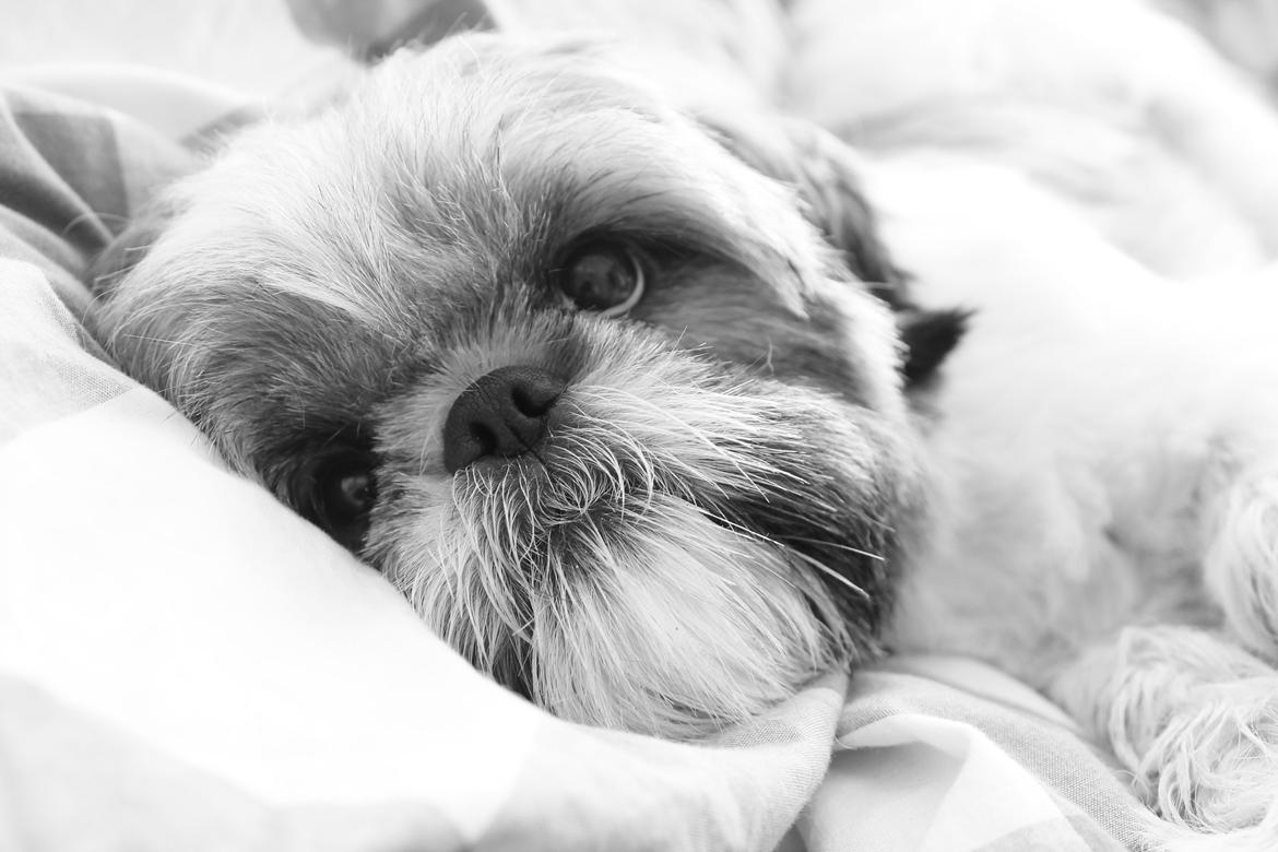 Shih tzu Maude billede 1