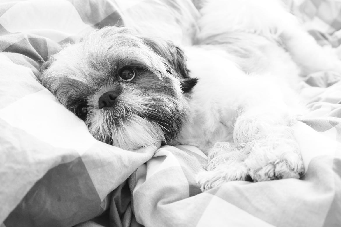 Shih tzu Maude billede 4