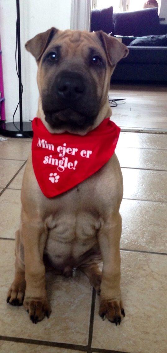 Blanding af racer Cody billede 21