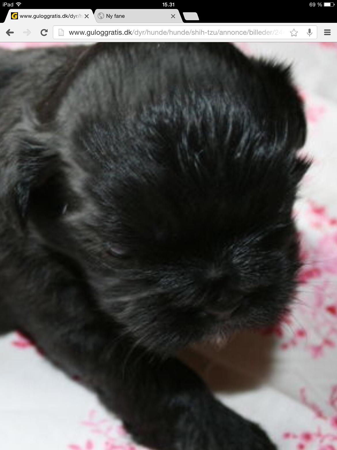 Shih tzu Zoey billede 2