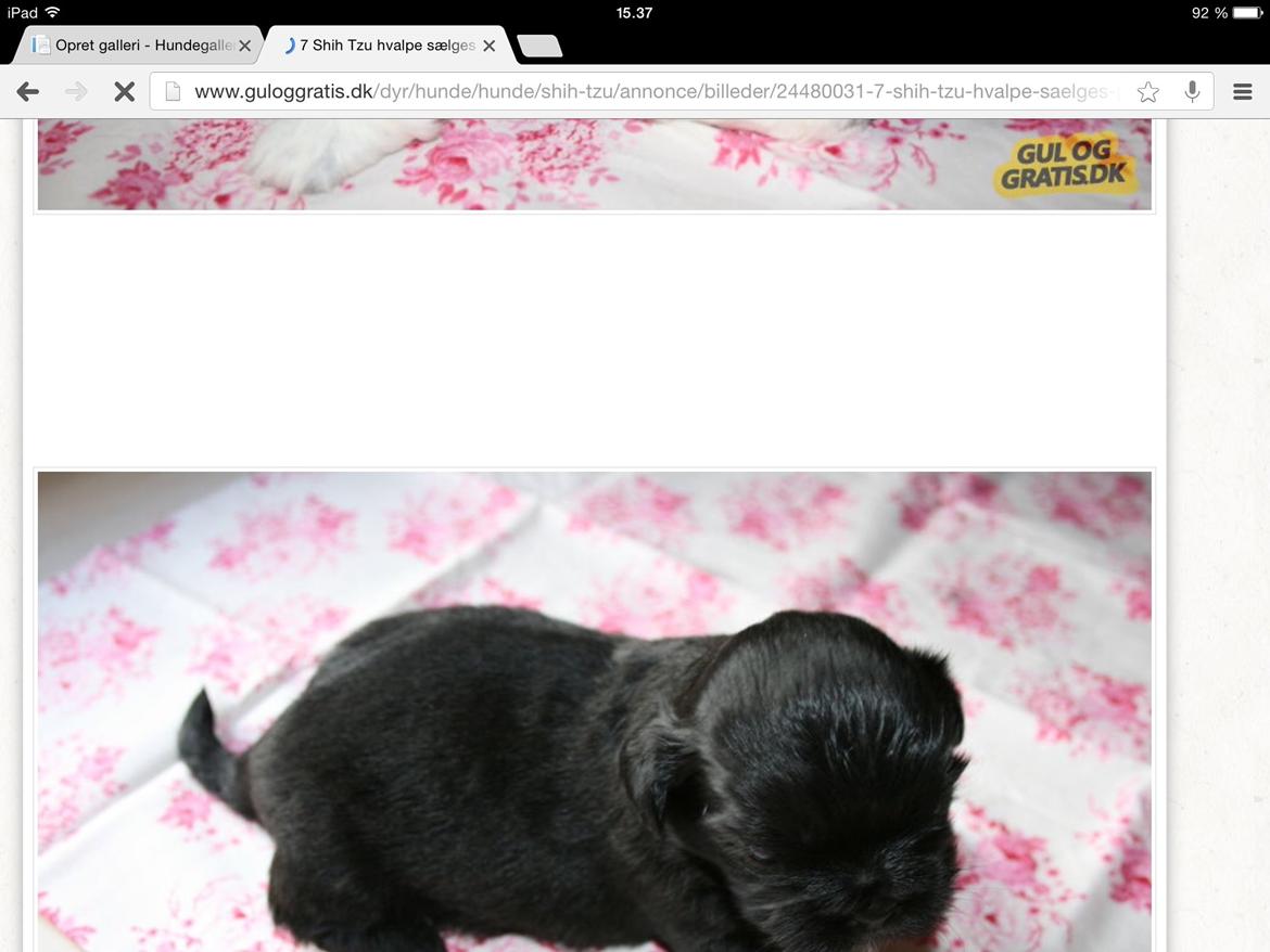 Shih tzu Zoey billede 3