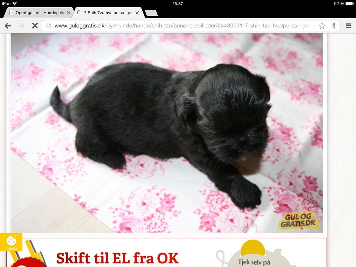 Shih tzu Zoey billede 4