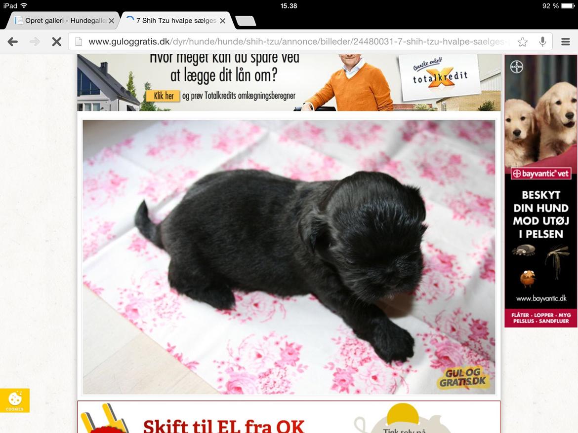 Shih tzu Zoey billede 6