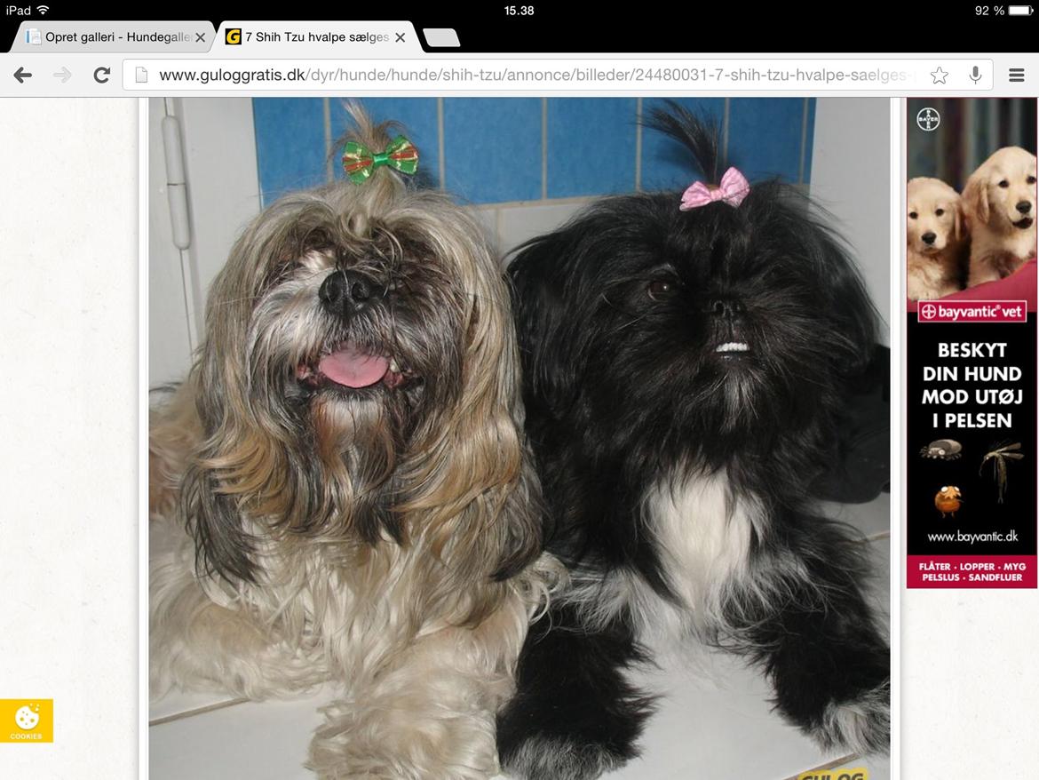 Shih tzu Zoey billede 5