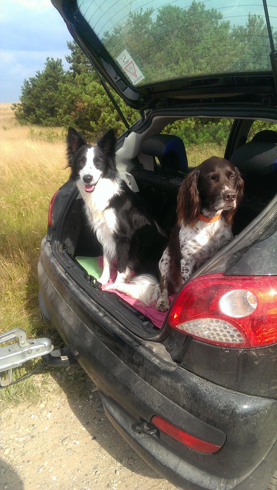 Border collie chang billede 23