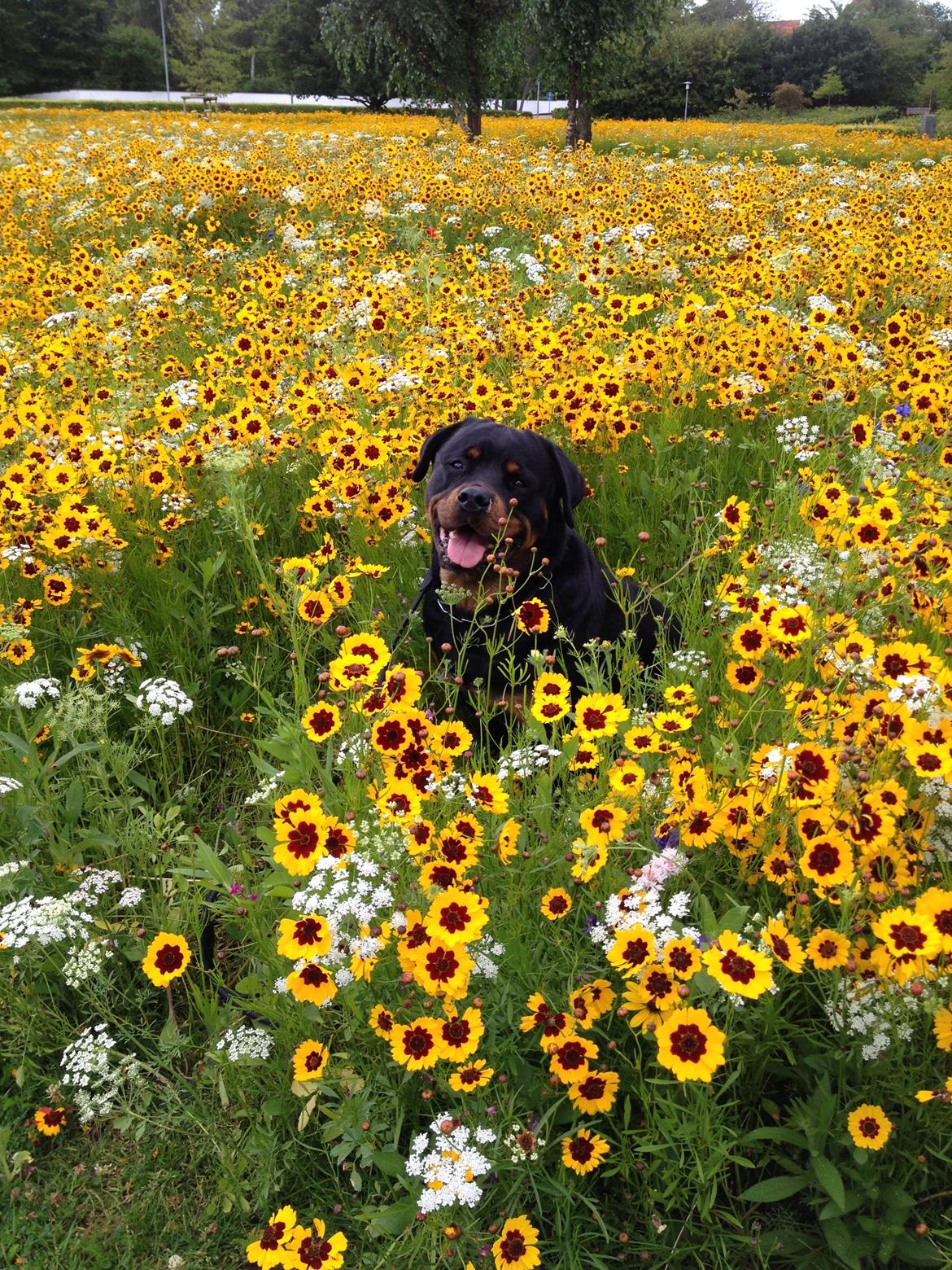 Rottweiler Nica *Himmelhund* billede 29