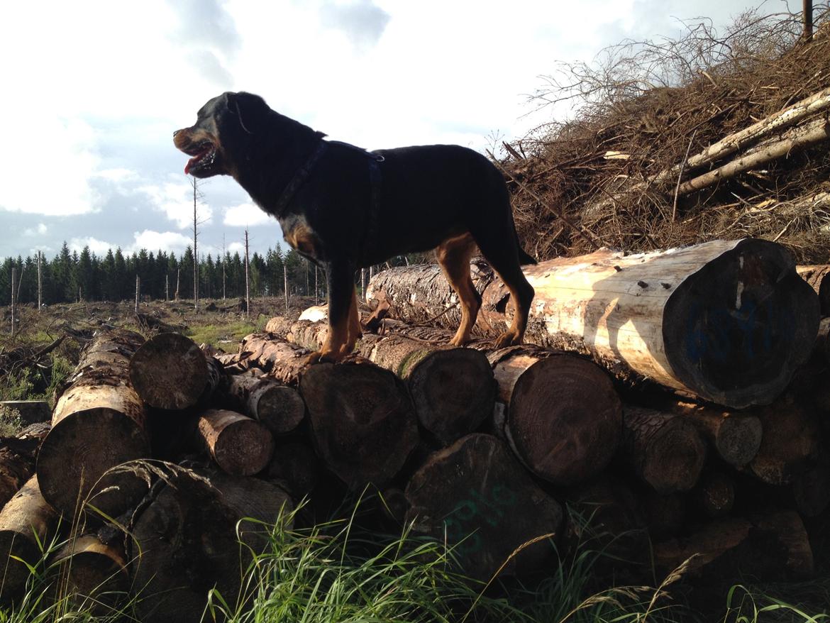 Rottweiler Nica *Himmelhund* billede 31