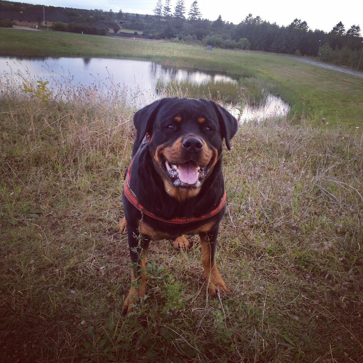 Rottweiler Nica *Himmelhund* billede 32