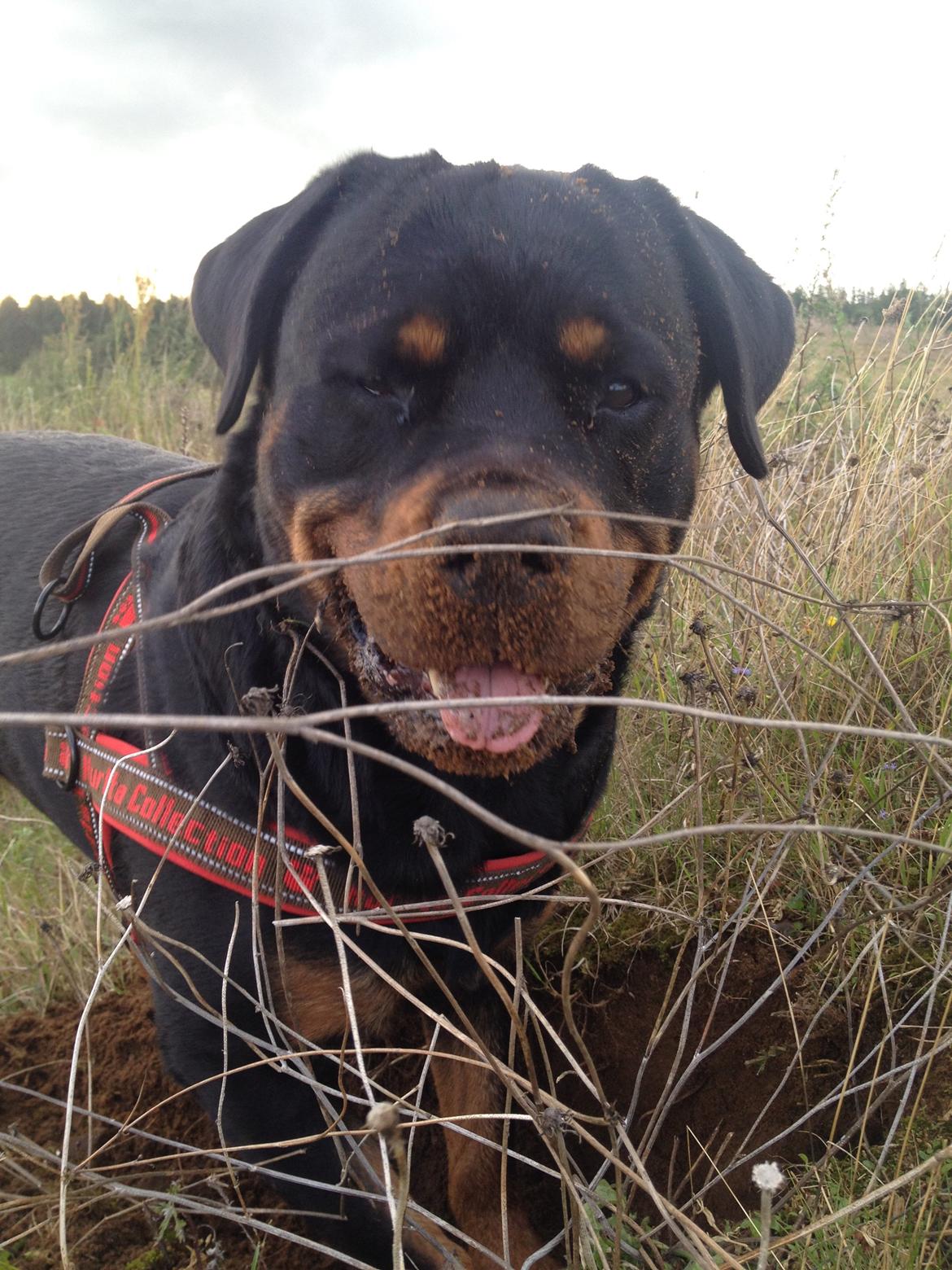 Rottweiler Nica *Himmelhund* billede 33