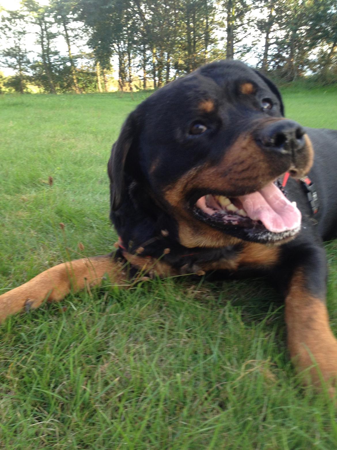 Rottweiler Nica *Himmelhund* billede 35