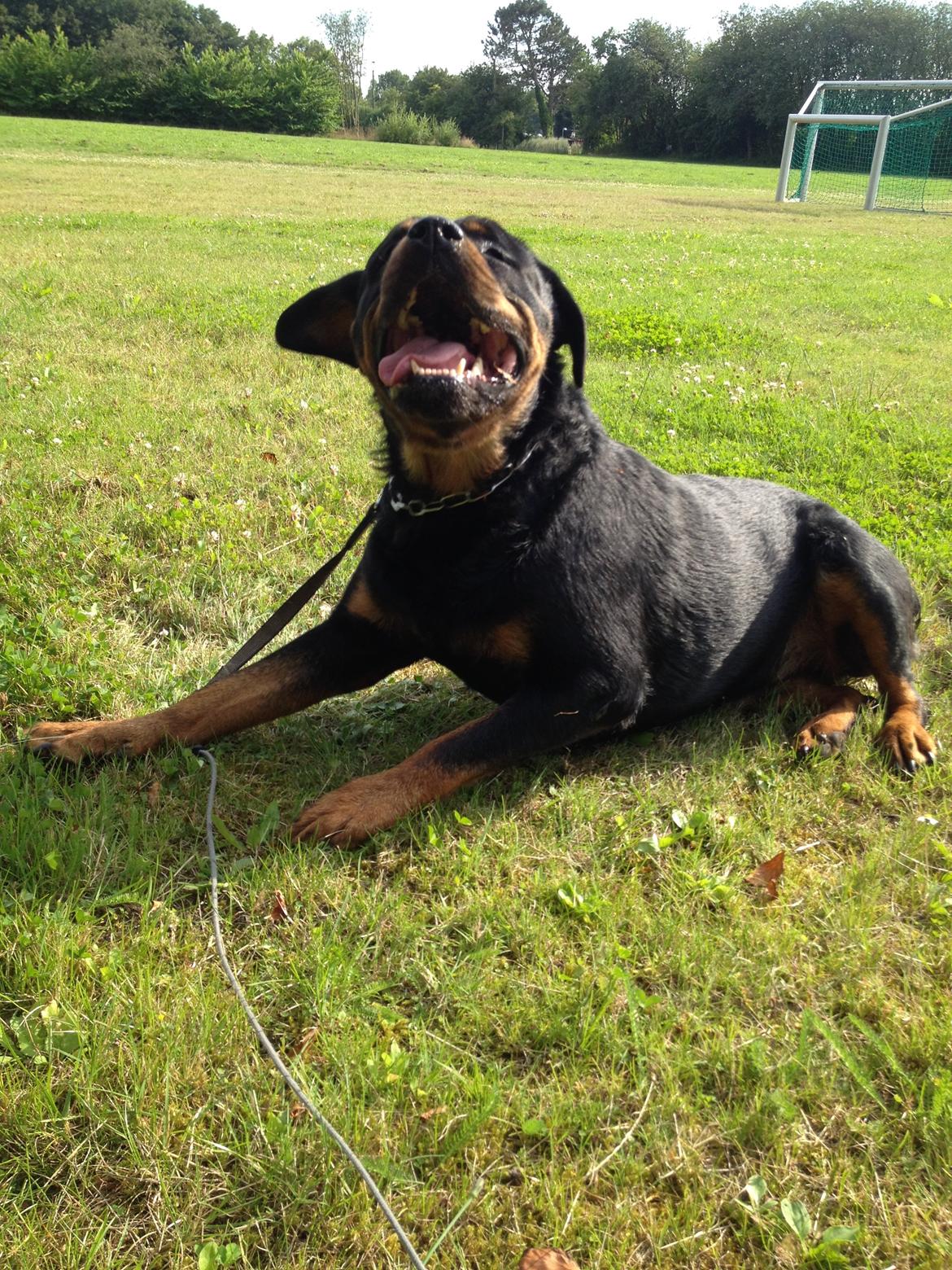 Rottweiler Nica *Himmelhund* billede 38