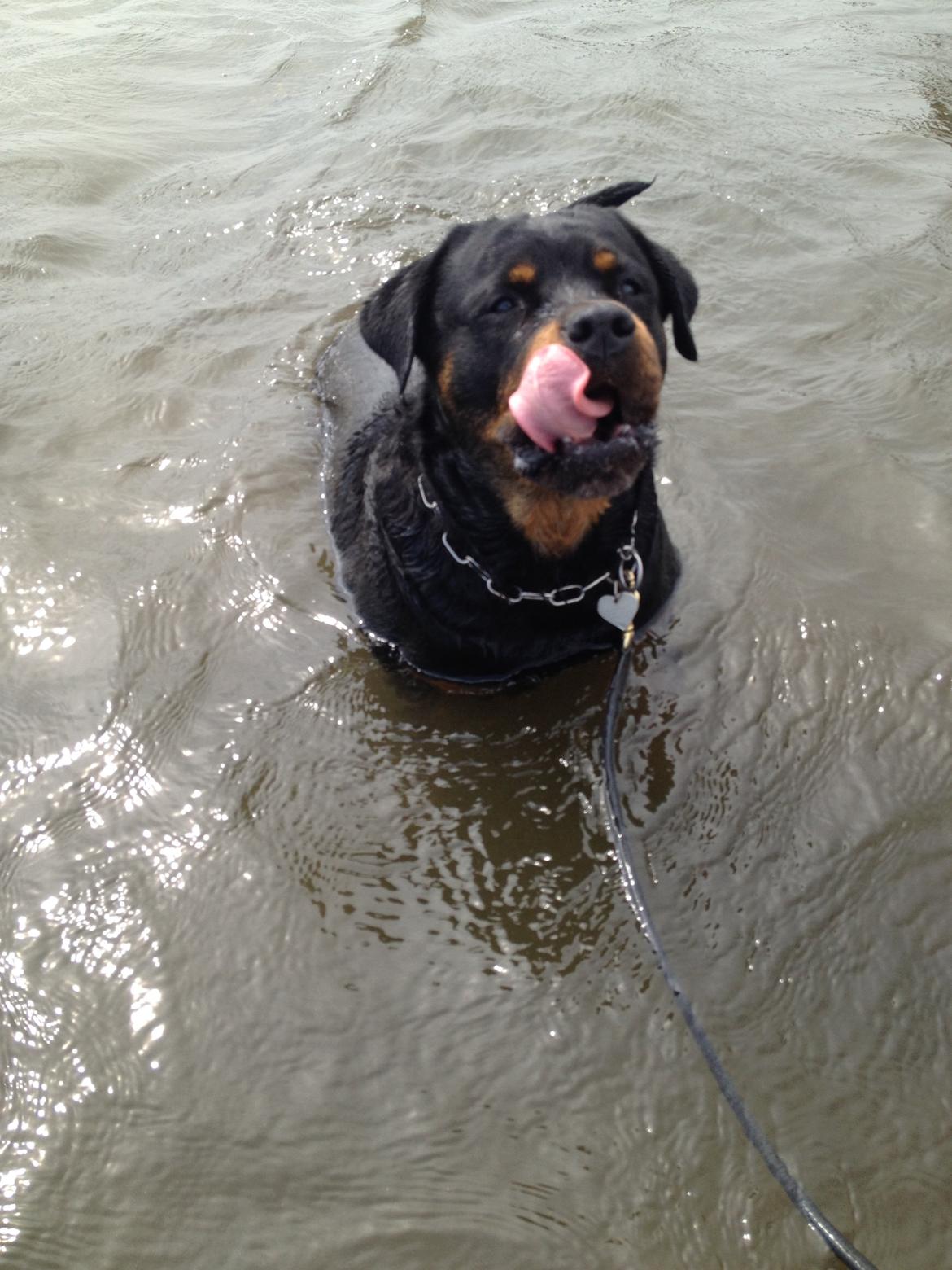 Rottweiler Nica *Himmelhund* billede 41