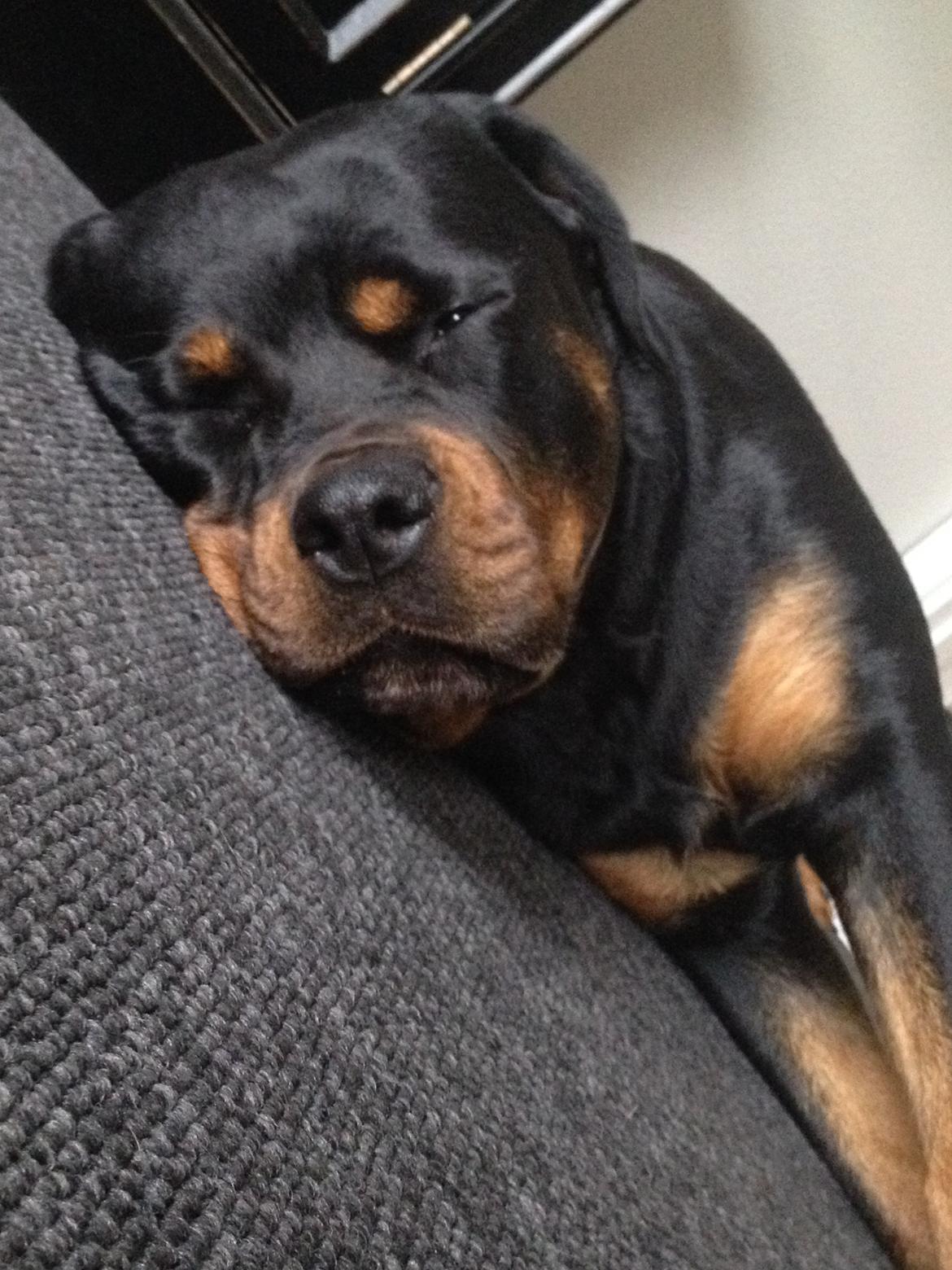 Rottweiler Nica *Himmelhund* billede 42