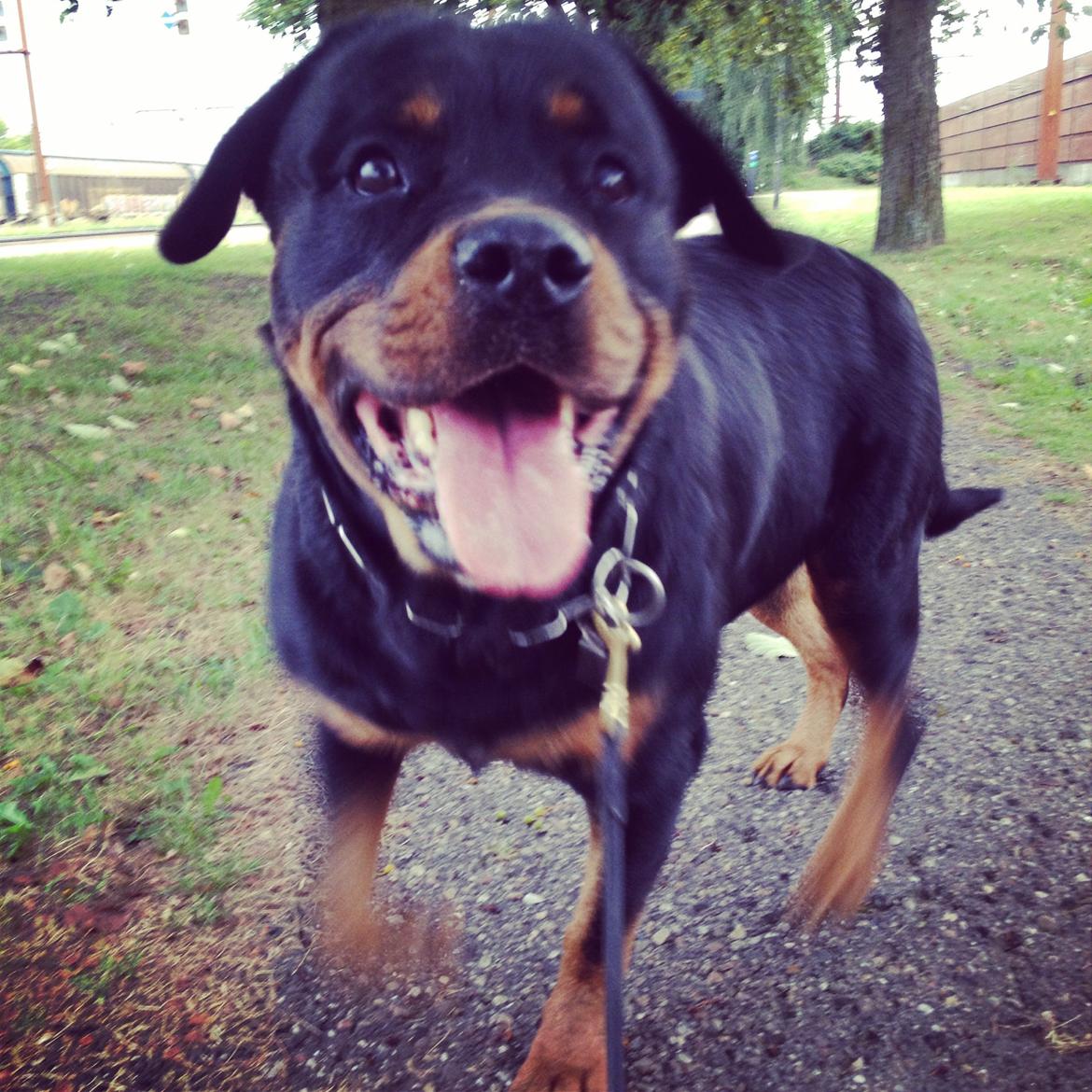 Rottweiler Nica *Himmelhund* billede 43