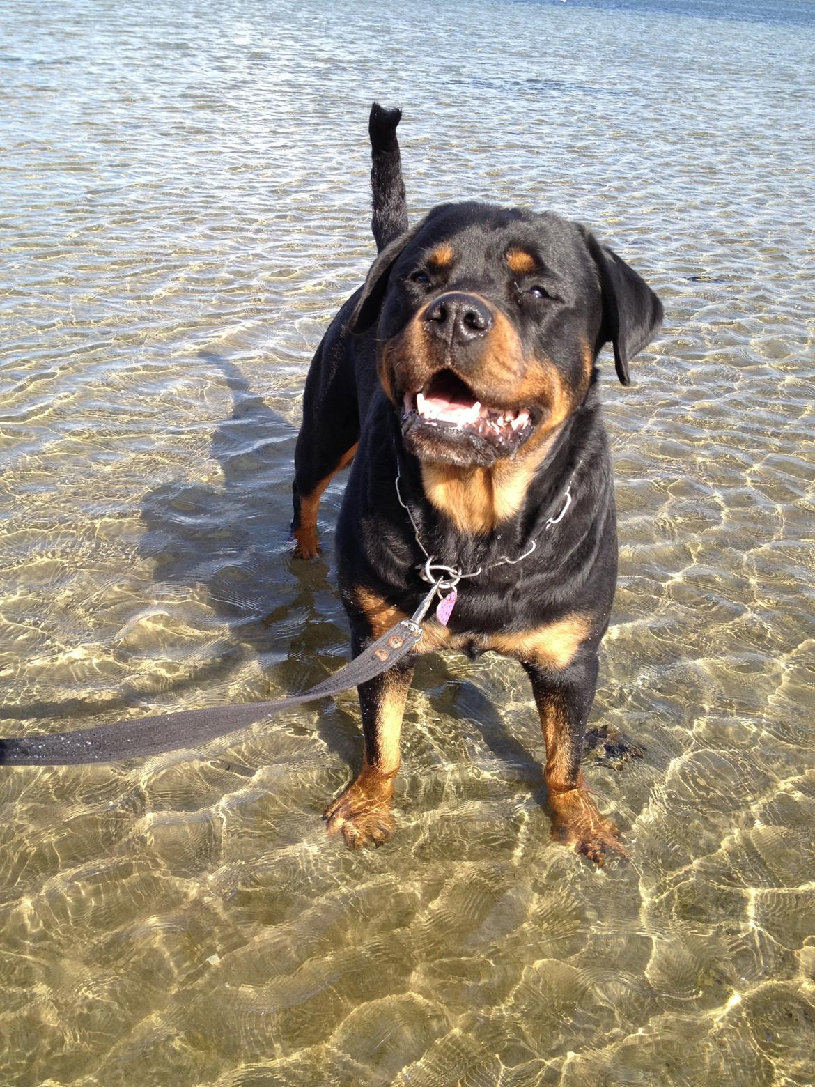 Rottweiler Nica *Himmelhund* billede 44