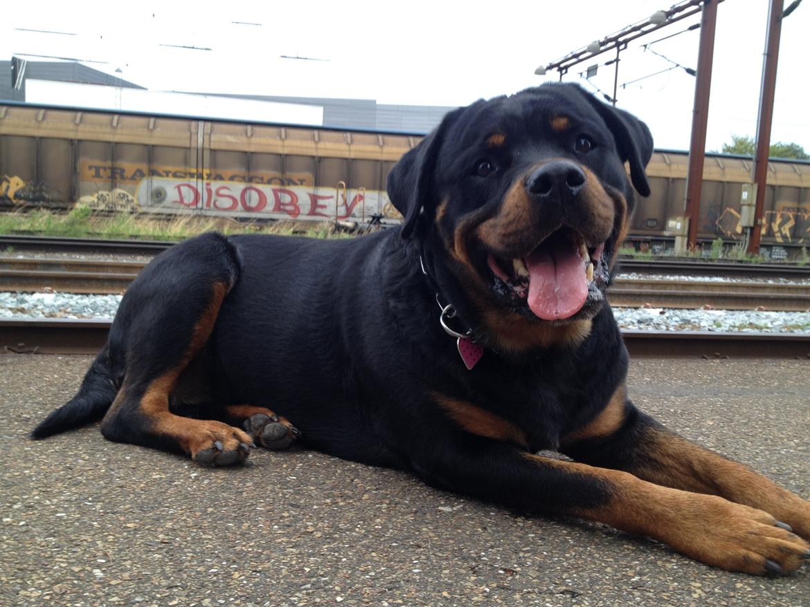 Rottweiler Nica *Himmelhund* billede 45