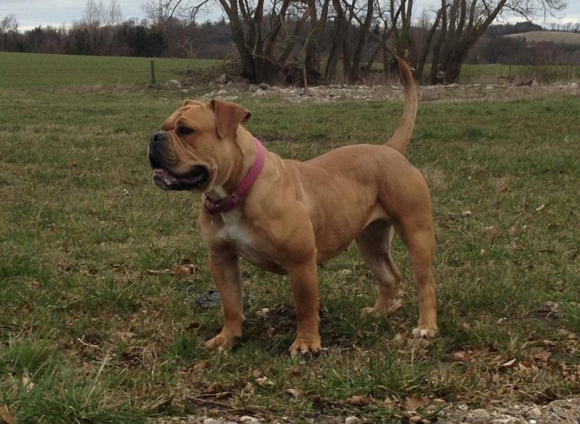 Olde english bulldogge Nikkita´z Havana billede 1