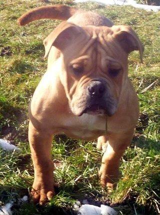 Olde english bulldogge Nikkita´z Havana billede 2