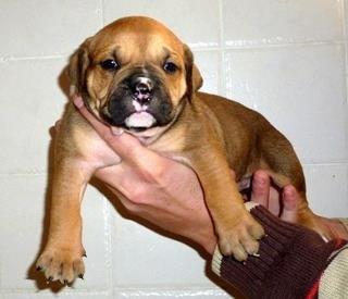 Olde english bulldogge Nikkita´z Havana billede 3