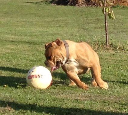 Olde english bulldogge Nikkita´z Havana billede 4