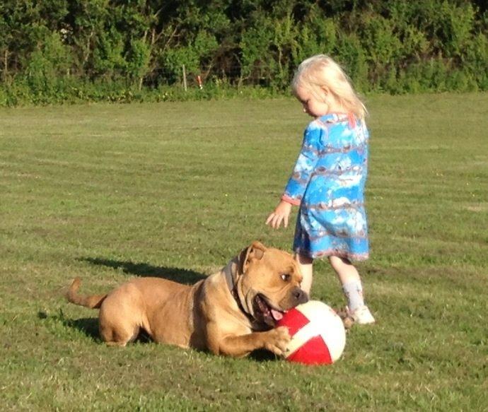 Olde english bulldogge Nikkita´z Havana billede 5