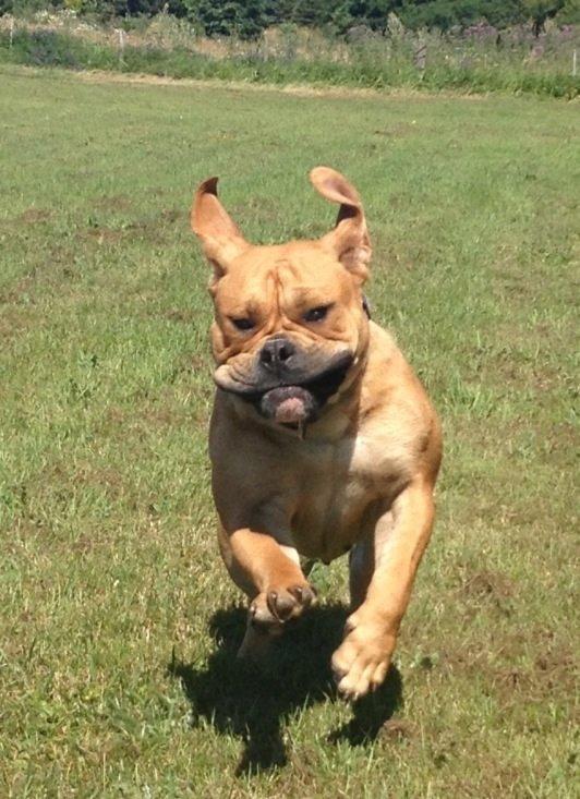 Olde english bulldogge Nikkita´z Havana billede 6