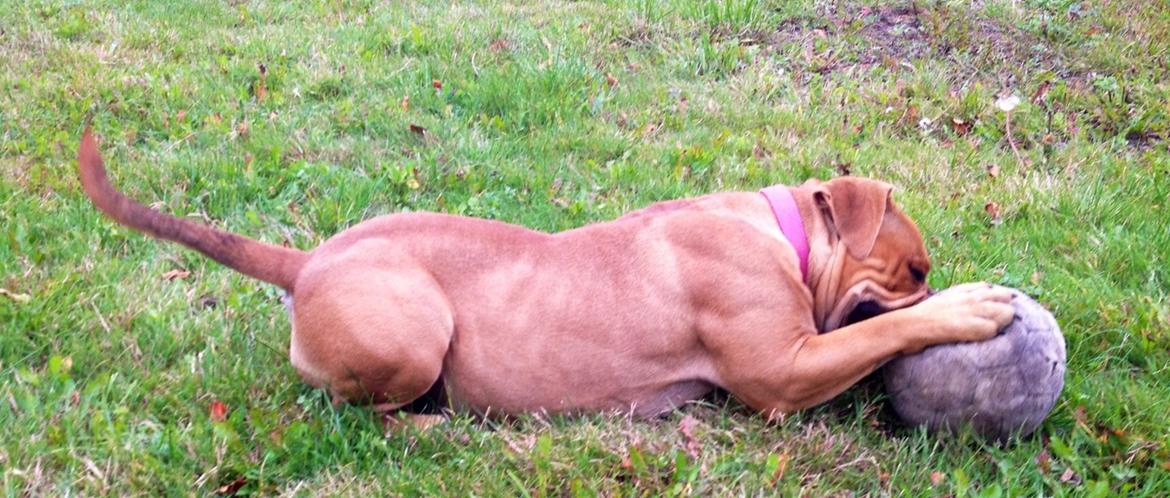 Olde english bulldogge Nikkita´z Havana billede 7