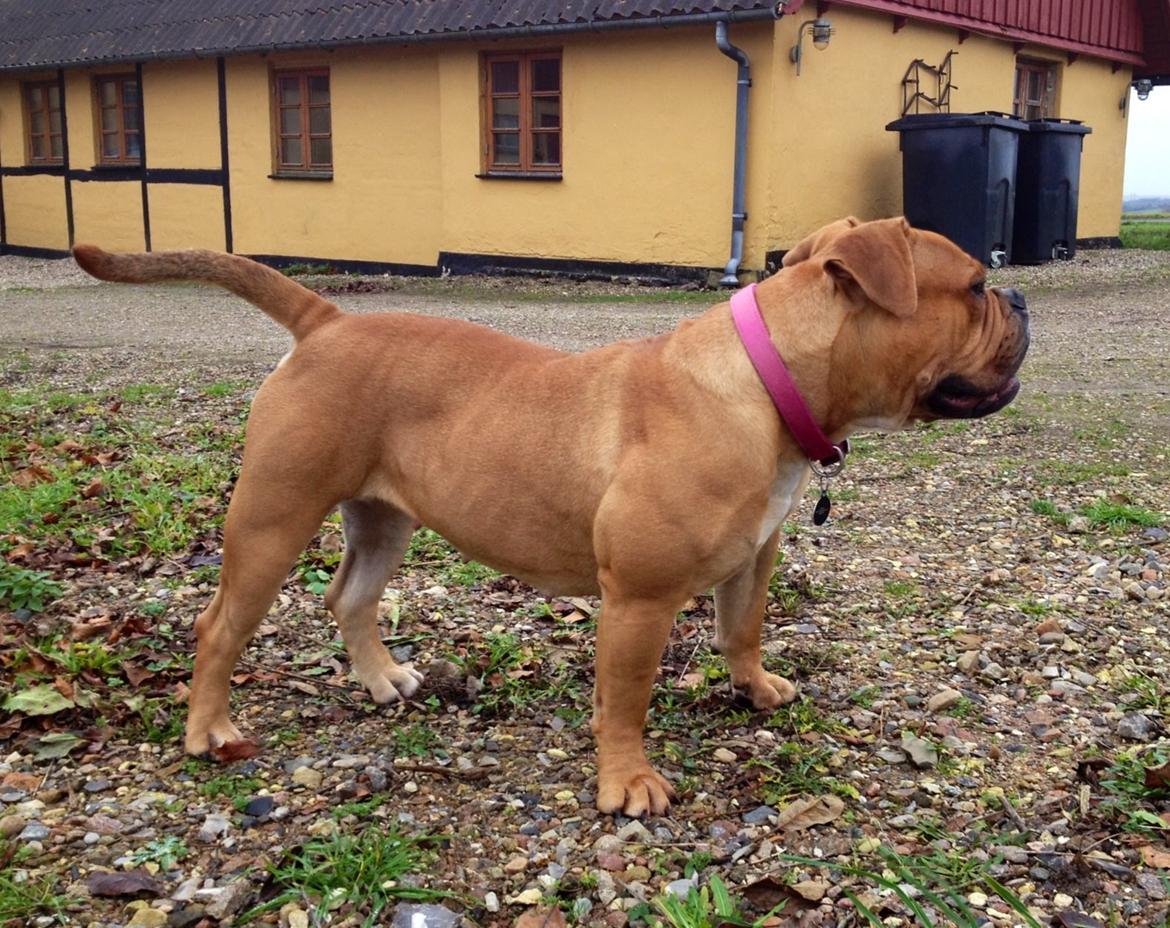 Olde english bulldogge Nikkita´z Havana billede 8
