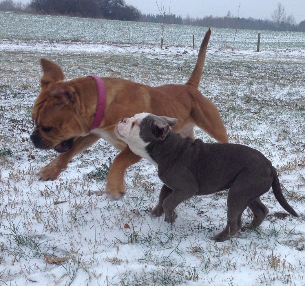 Olde english bulldogge Nikkita´z Havana billede 9