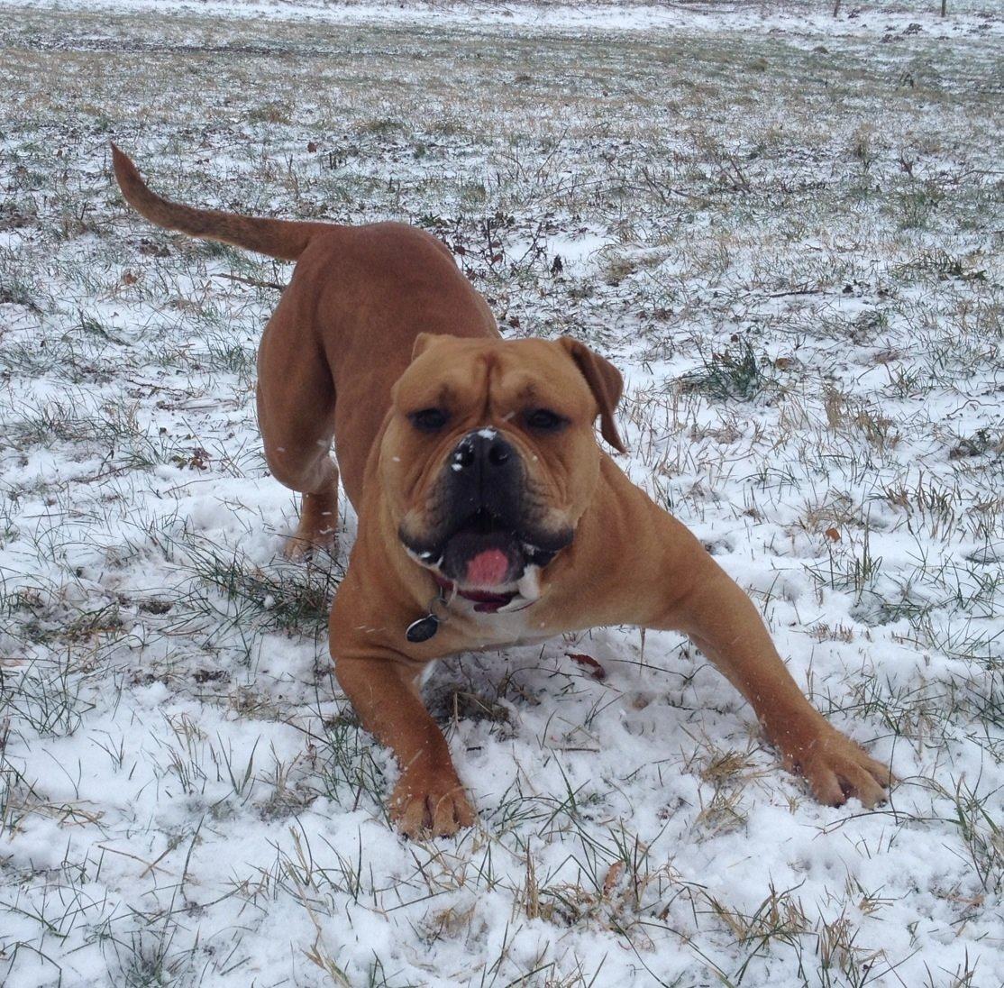 Olde english bulldogge Nikkita´z Havana billede 10