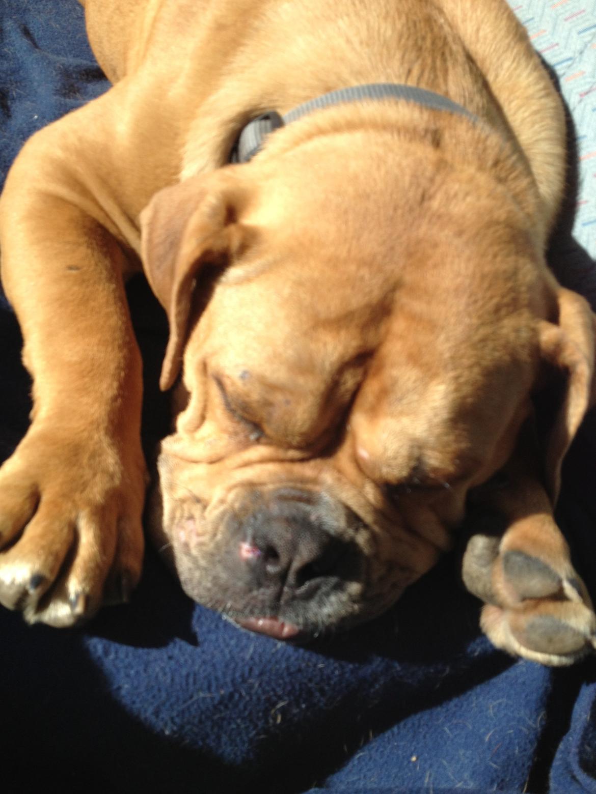 Olde english bulldogge Nikkita´z Havana billede 11