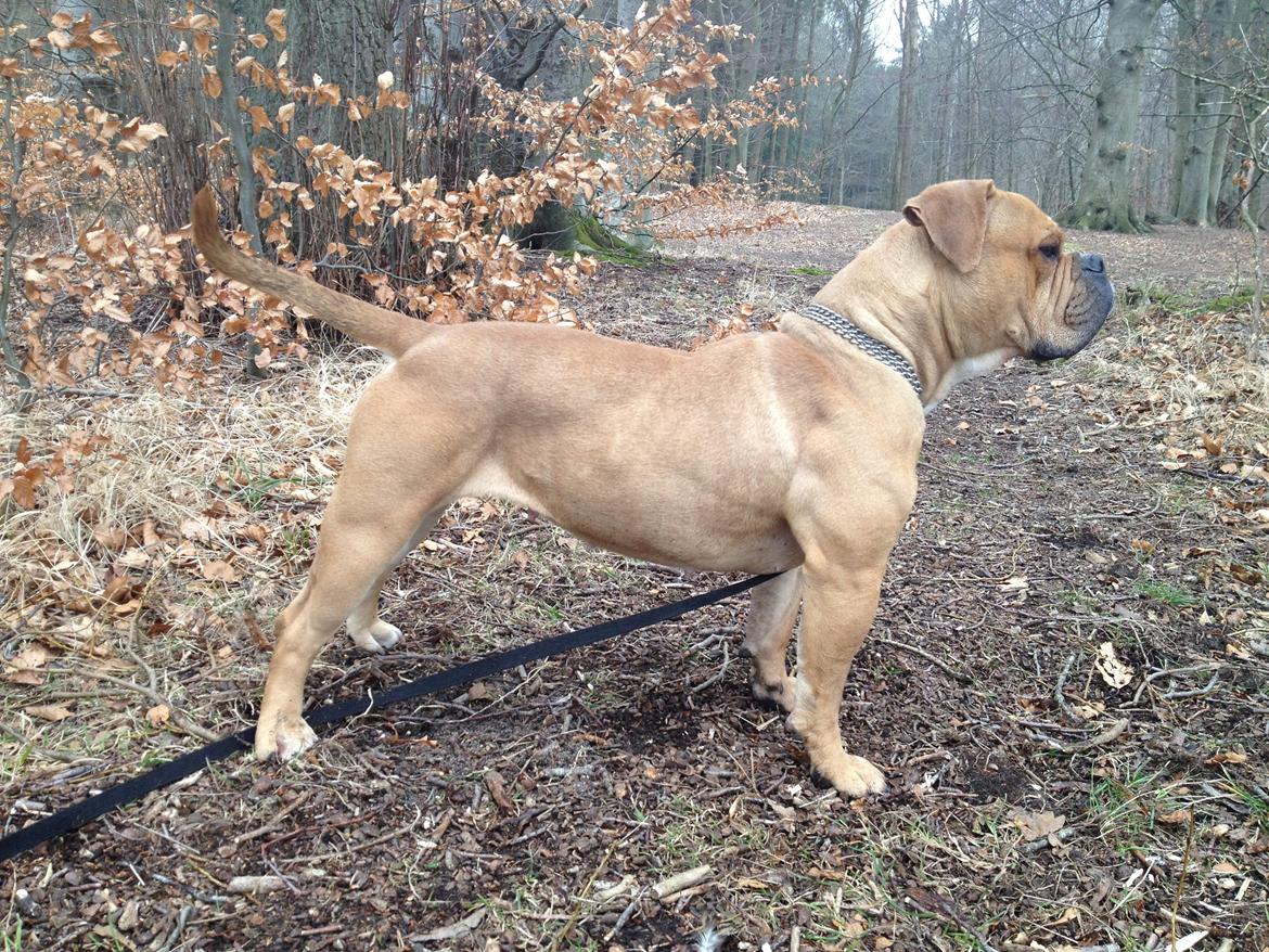 Olde english bulldogge Nikkita´z Havana billede 12