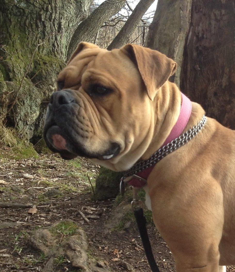 Olde english bulldogge Nikkita´z Havana billede 13