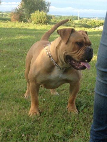 Olde english bulldogge Nikkita´z Havana billede 14