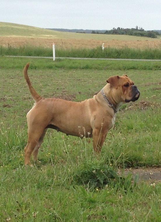 Olde english bulldogge Nikkita´z Havana billede 15