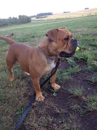 Olde english bulldogge Nikkita´z Havana billede 16