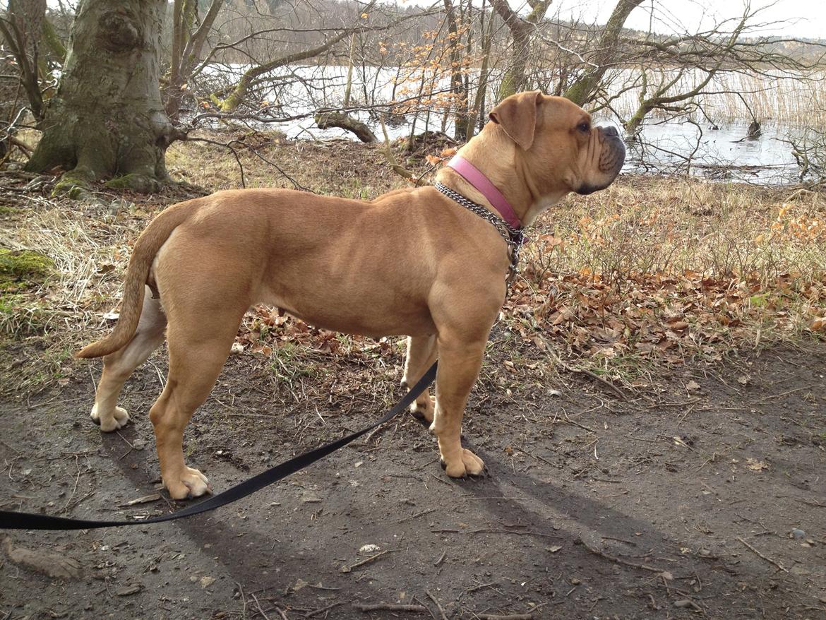 Olde english bulldogge Nikkita´z Havana billede 17