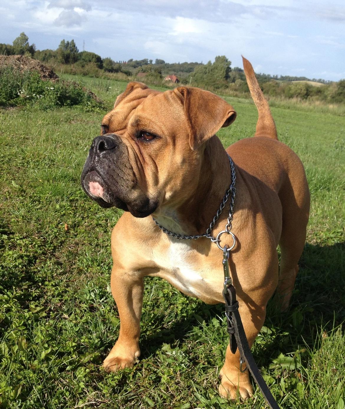 Olde english bulldogge Nikkita´z Havana billede 18