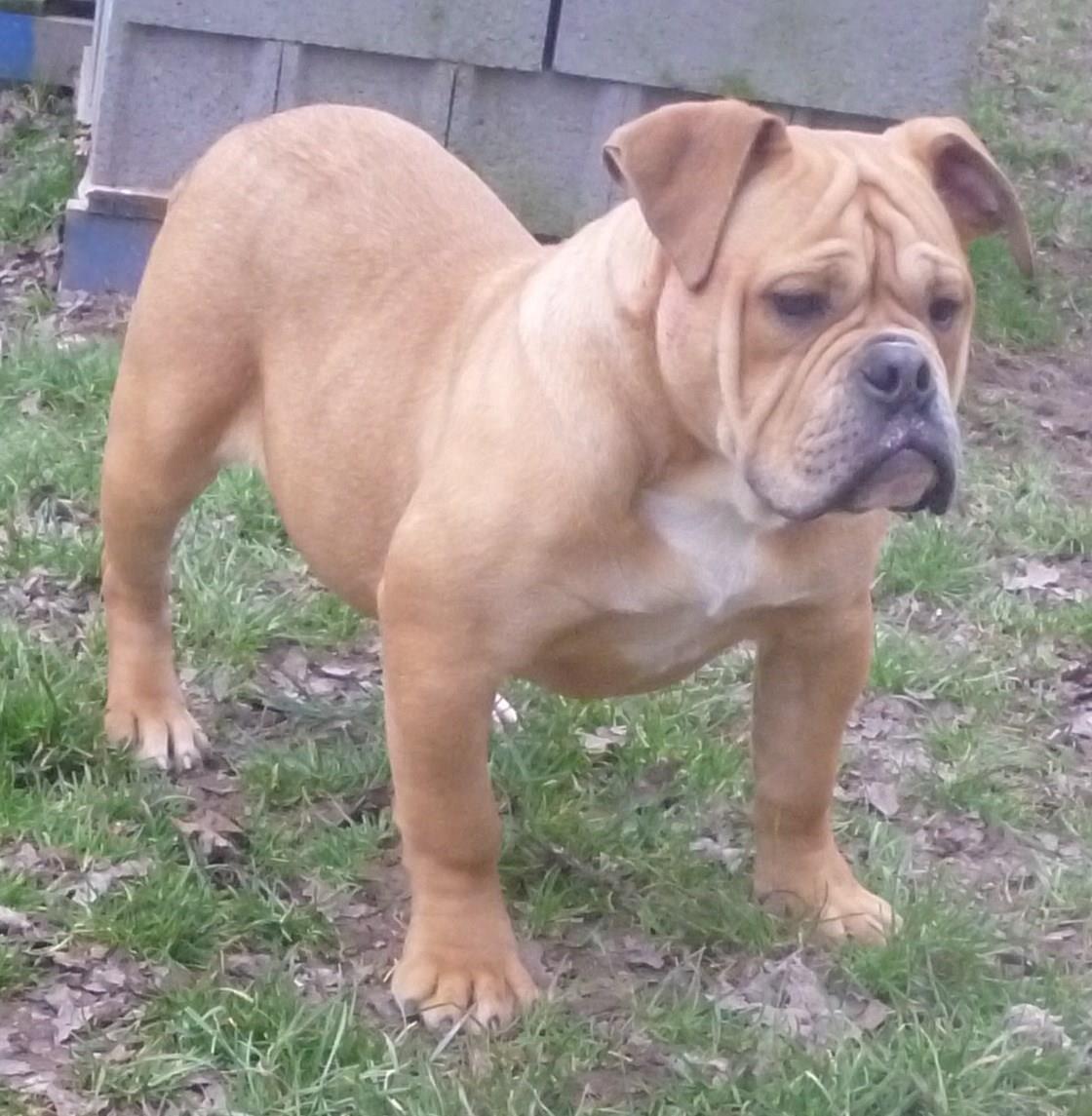 Olde english bulldogge Nikkita´z Havana billede 19