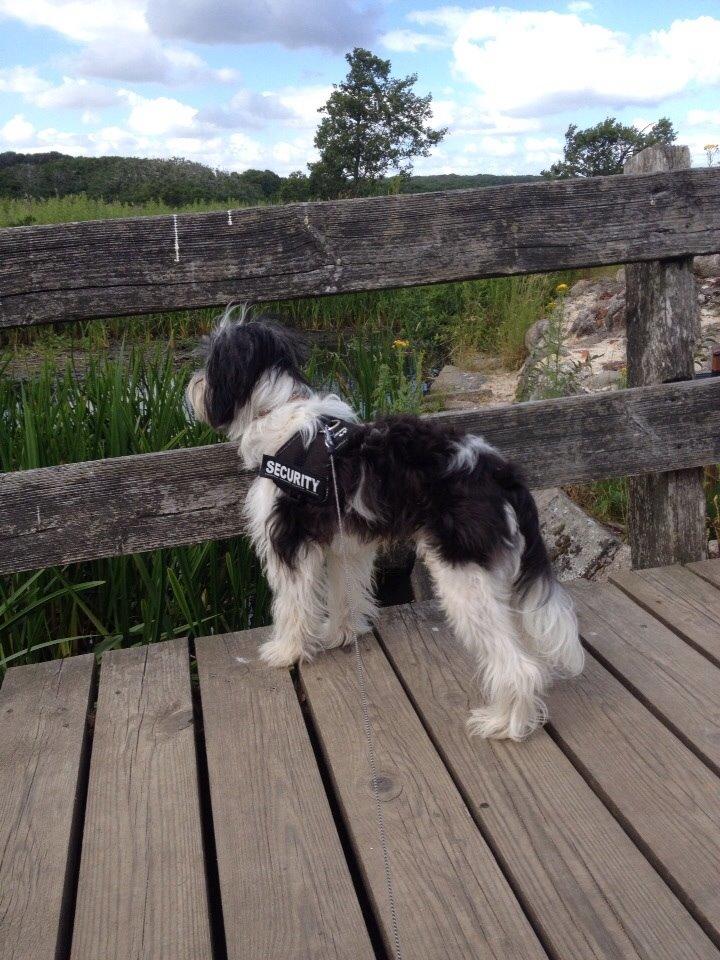 Chinese crested powder puff Sam ( Himmelhund) billede 27