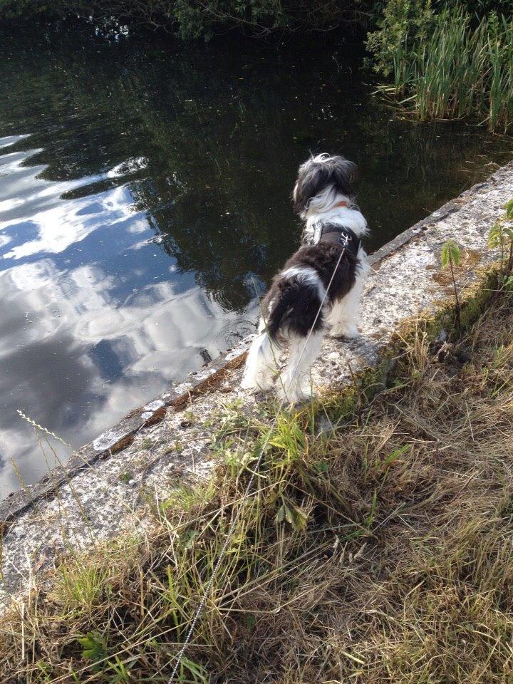 Chinese crested powder puff Sam ( Himmelhund) billede 29