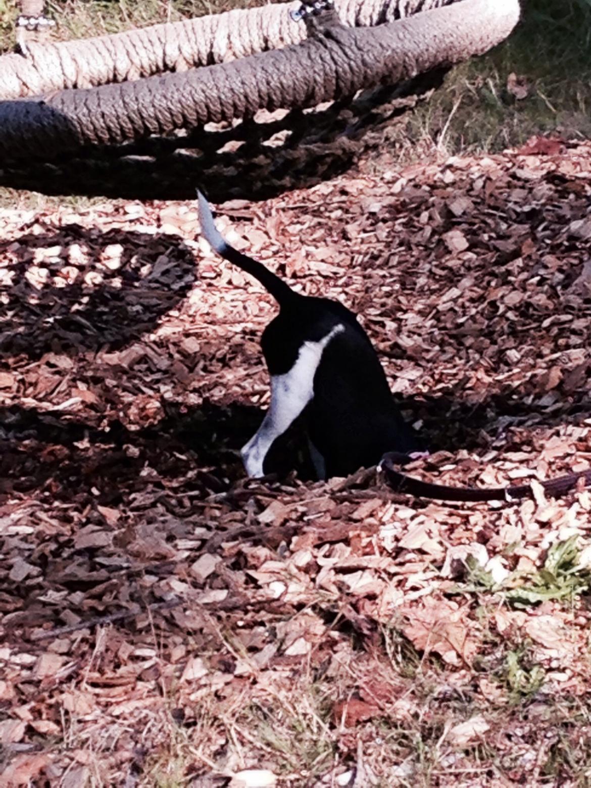 Blanding af racer La Chica - Halv hund den kønne ende hihi billede 15