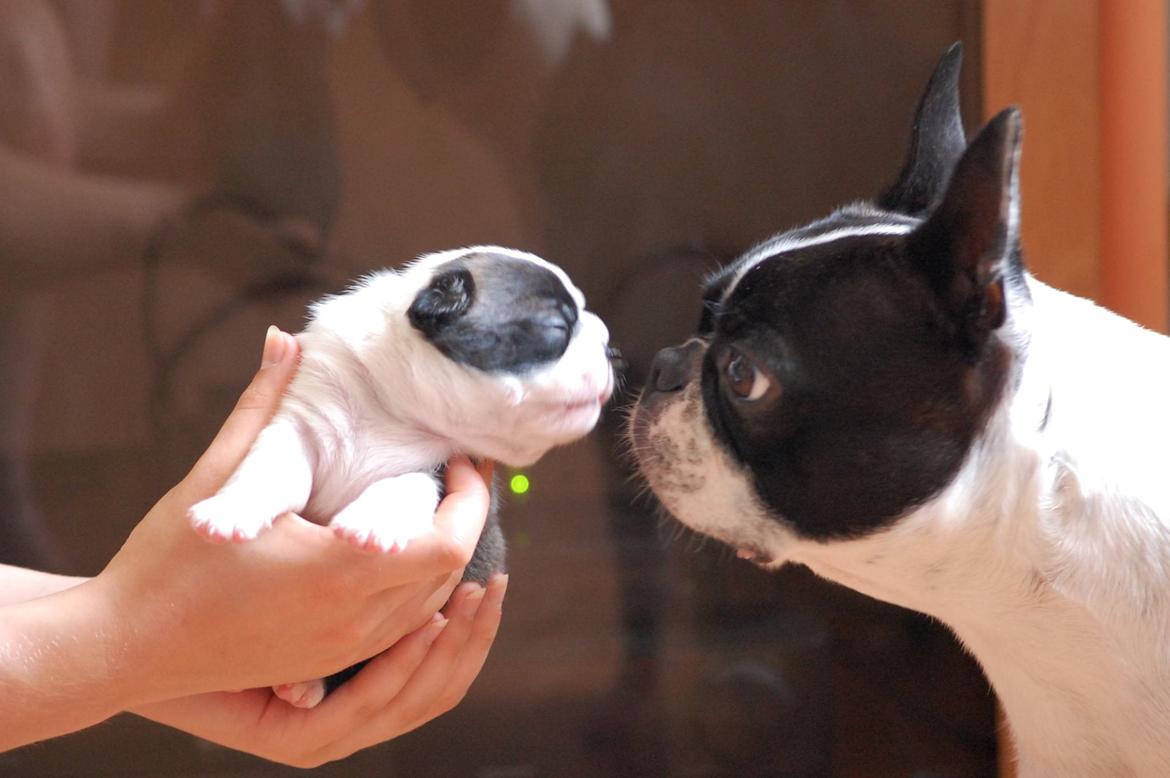 Boston terrier ZARA STYLE AND CHIC Torques billede 40