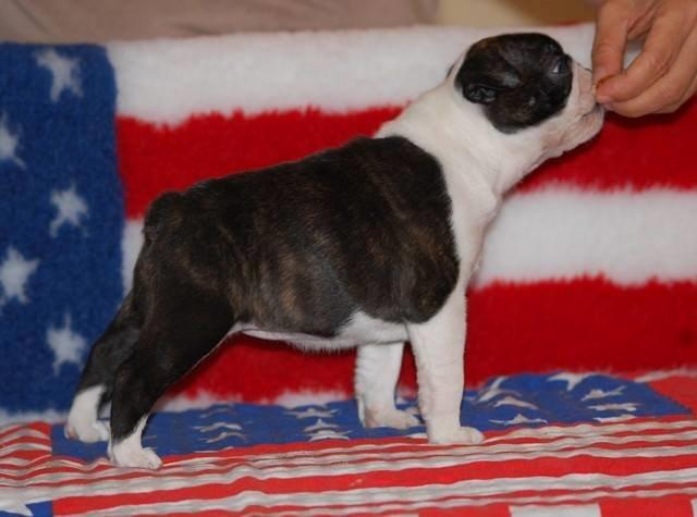 Boston terrier ZARA STYLE AND CHIC Torques billede 28