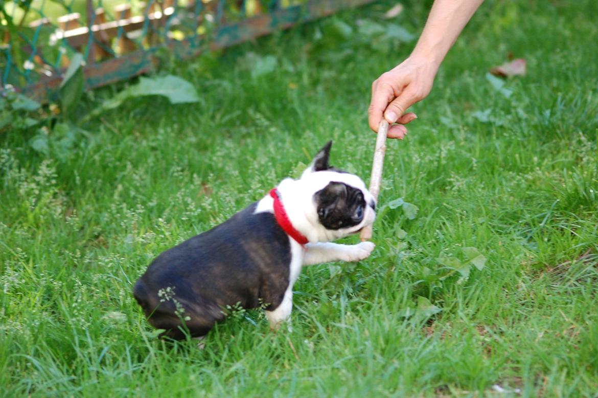 Boston terrier ZARA STYLE AND CHIC Torques billede 32