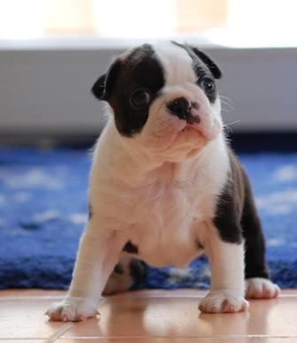 Boston terrier ZARA STYLE AND CHIC Torques billede 33