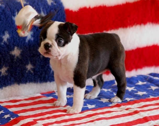 Boston terrier ZARA STYLE AND CHIC Torques billede 27