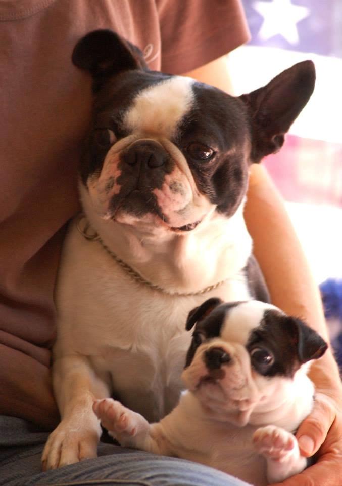Boston terrier ZARA STYLE AND CHIC Torques billede 34