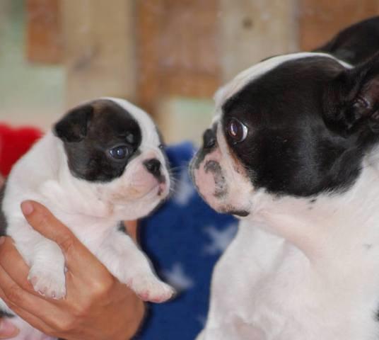 Boston terrier ZARA STYLE AND CHIC Torques billede 35