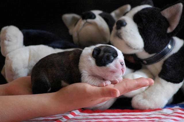 Boston terrier ZARA STYLE AND CHIC Torques billede 36